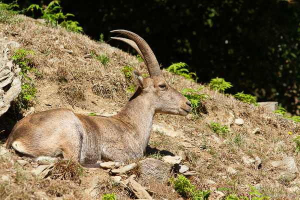 Bouquetin des Alpes – Capra ibex (Pallas, 1777), (femelle adulte) (Parc animalier des pyrénées, Argelès-Gazost (65), France, le 20/08/2022)