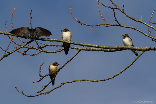 Hirondelle rustique — Hirundo rustica Linnaeus, 1758