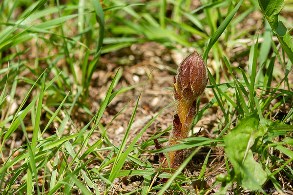 Orobanche du lierre — Orobanche hederae Vaucher ex Duby, 1828, (Bours (65), France, le 30/05/2023) 