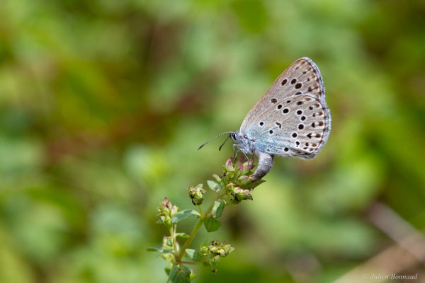 Azuré du serpolet — Phengaris arion (Linnaeus, 1758)