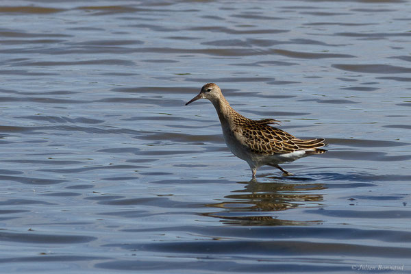 Combattant varié — Calidris pugnax (Linnaeus, 1758), (Réserve ornithologique du Teich (33), France, le 18/10/2022)
