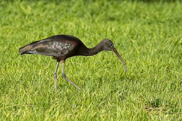 Ibis falcinelle — Plegadis falcinellus (Linnaeus, 1766), (Morro Jable, Fuerteventura, (Iles Canaries, Espagne), le 14/02/2022)