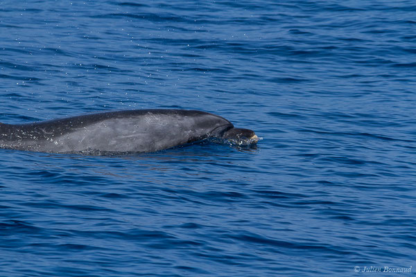 Grand dauphin commun ou Grand Dauphin – Tursiops truncatus (Montagu, 1821), (Détroit de Gibraltar, Tarifa, Andalousie (Espagne), le 04/08/2020)