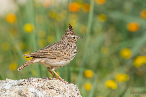 Cochevis huppé — Galerida cristata (Linnaeus, 1758), (Site archéologique de Volubilis, Fertassa (Fès-Meknès), Maroc, le 22/02/2023)