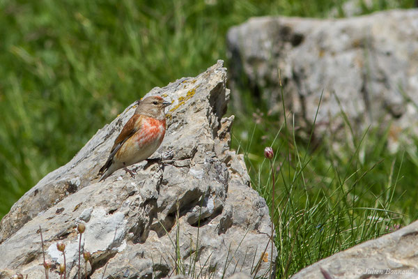 Linotte mélodieuse — Linaria cannabina (Linnaeus, 1758), (mâle adulte) (Col de Peyrelue, Laruns (64), France, le 22/06/2019)
