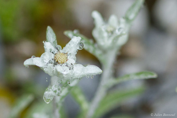 Edelweiss — Leontopodium nivale (Ten.) ALPHuet ex Hand.-Mazz., 1927, (Station de ski de Gourette, Eaux Bonnes (65), France, le 15/06/2020)