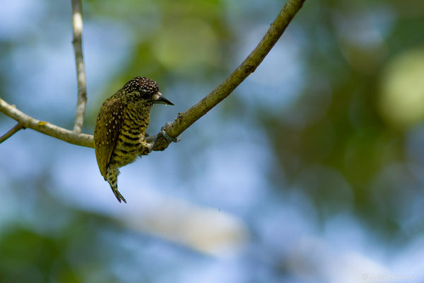 Picumne de Buffon — Picumnus exilis (Lichtenstein, 1823), (La Césarée, Macouria, Guyane, le 29/09/2017)