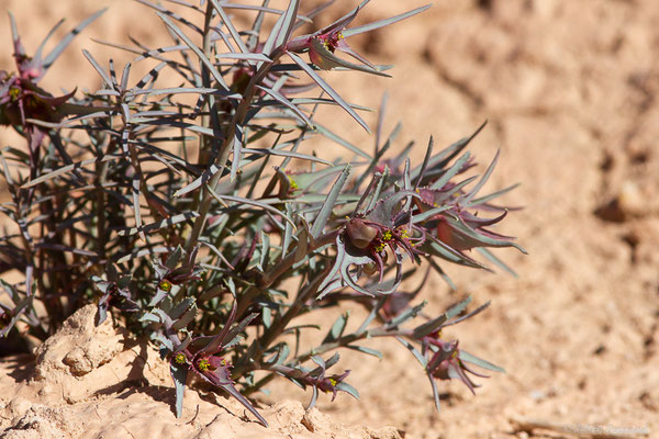 Euphorbia retusa Forssk., (Tata (Souss-Massa), Maroc, le 08/02/2023)