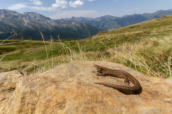 Lézard vivipare de Lantz — Zootoca vivipara louislantzi (Arribas, 2009), (Col d'Aubisque, Eaux-Bonnes (64), France, le 11/08/2022)