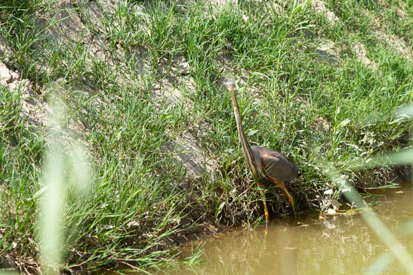 Héron pourpré — Ardea purpurea Linnaeus, 1766, (Parc Naturel du Delta de l'Ebre (Catalogne), Espagne, le 05/06/2022)