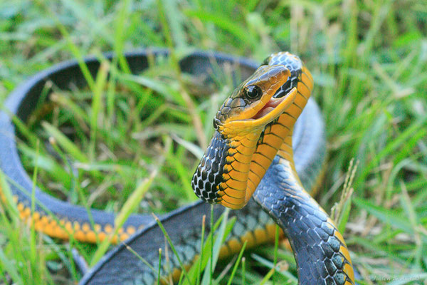 Couleuvre carénée — Chironius carinatus (Linnaeus, 1758), (Lycée agricole de Matiti, Guyane, le 23/07/2014)
