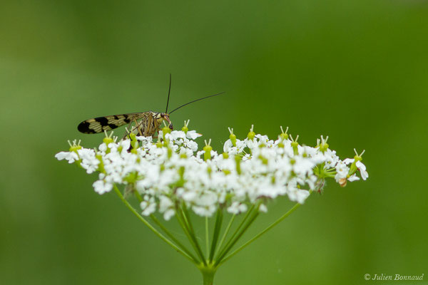 Panorpe méridionale – Panorpa meridionalis Rambur, 1842, (Le Bastan de Sers, Sers (65), France, le 29/06/2018)