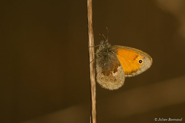 Procris — Coenonympha pamphilus (Linnaeus, 1758), (Oroix (65), France, le 08/10/2017)