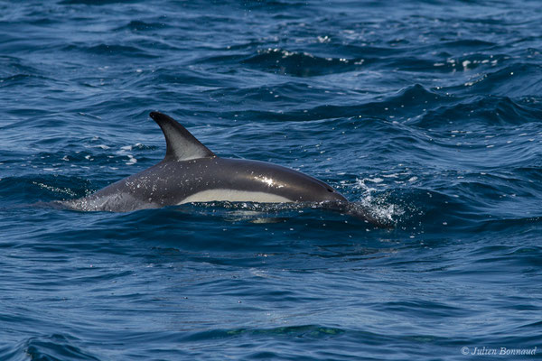 Dauphin commun, Dauphin commun à bec court ou Dauphin commun à bec long – Delphinus delphis Linnaeus, 1758, (Sagres (Vila do Bispo), Algarve (Portugal), le 31/08/2018)