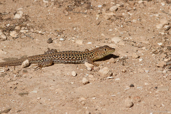 Acanthodactylus margaritae Tamar, Geniez, Brito and Crochet, 2017
