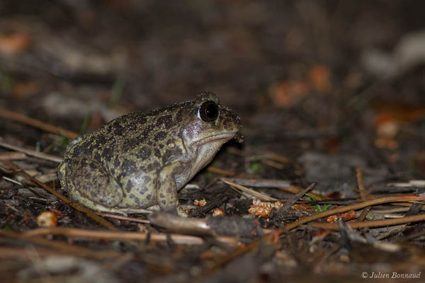 Pélobate cultripède — Pelobates cultripes (Cuvier, 1829), (Tarnos (40), France, le 01/05/2021)