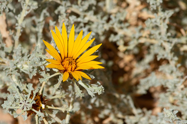 Anvillea garcinii subsp. radiata, (Coss. & Durieu) Anderb., (Tata (Souss-Massa), Maroc, le 08/02/2023)