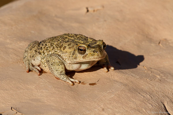 Crapaud berbère — Sclerophrys mauritanica (Schlegel, 1841)