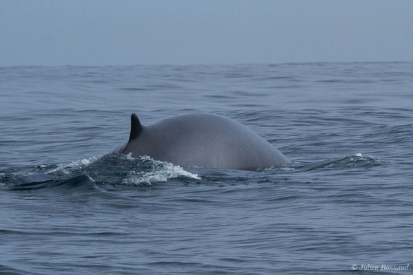 Rorqual commun – Balaenoptera physalus (Linnaeus, 1758), (Sagres (Vila do Bispo), Algarve (Portugal), le 31/08/2018)