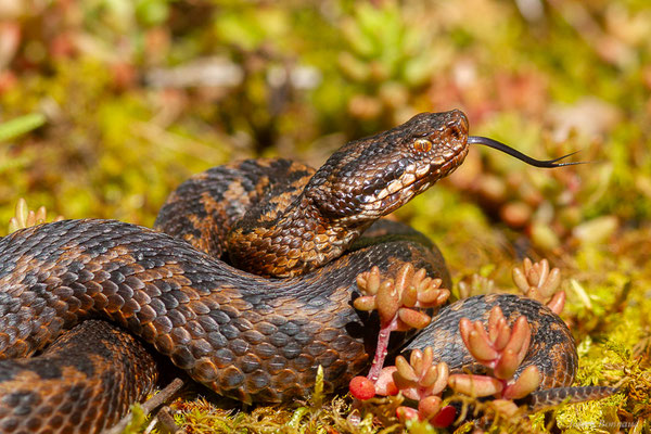 Vipère aspic de Zinniker – Vipera aspis zinnikeri (Kramer, 1958), (Borce (64), France, le 28/05/2024)