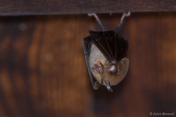 Petit rhinolophe — Rhinolophus hipposideros (Borkhausen, 1797)