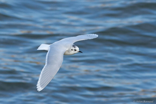 Mouette pygmée — Hydrocoloeus minutus (Pallas, 1776), (Capbreton (40), France, le 02/12/2022)