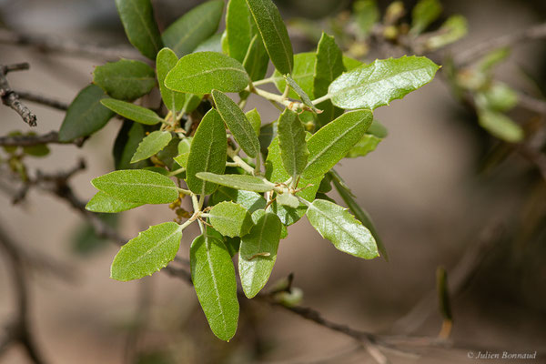 Chêne vert — Quercus ilex L., 1753, (Ouzoud (Béni Mellal-Khénifra), Maroc, le 21/02/2023)