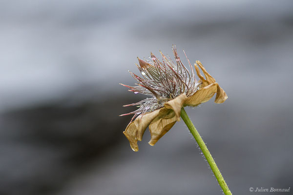 Pulsatille des Alpes — Pulsatilla alpina (L.) Delarbre, 1800