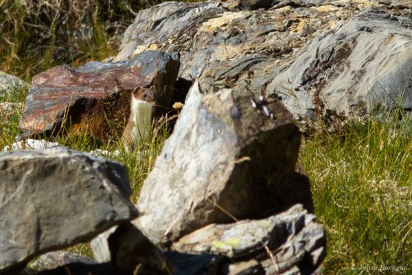 Hermine – Mustela erminea Linnaeus, 1758, (Lac d'Anglas, Gourette (64), France, le 30/09/2018)