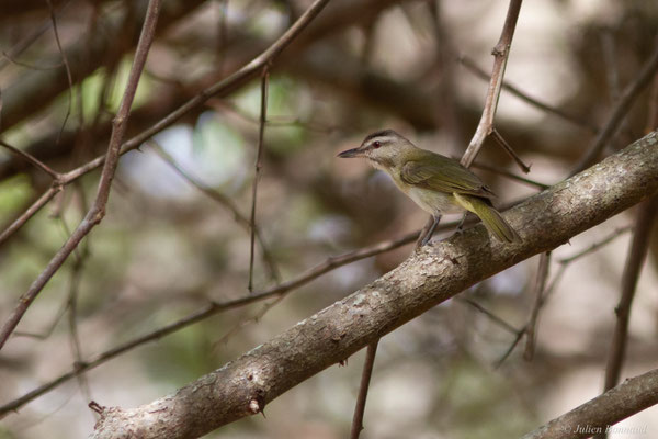 Viréo à moustaches — Vireo altiloquus (Vieillot, 1808)