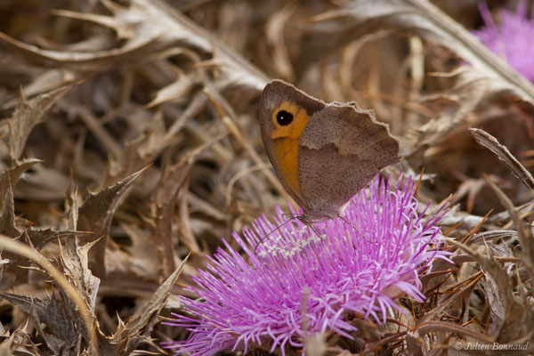Misis, Lycaon, Bioculé — Hyponephele lycaon (Rottemburg, 1775), (Vila do Bispo (Faro), (Algarve) Portugal, le 02/09/2018)