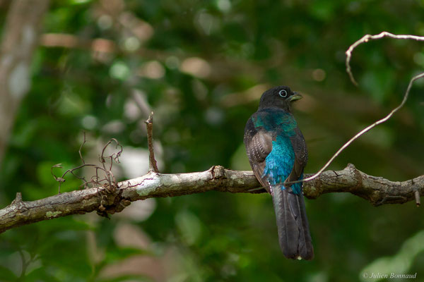 Trogon à queue blanche — Trogon viridis Linnaeus, 1766, (Iracoubo, Guyane, le 12/07/2016)