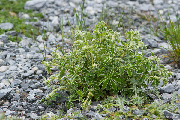 Alchémille de Hoppe ou Alchémille plissée — Alchemilla alpigena Buser, 1894, (Station de ski de Gourette, Eaux Bonnes (65), France, le 15/06/2020)