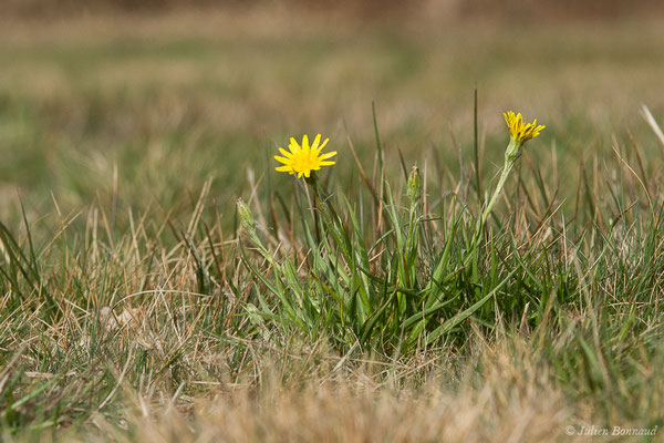 Scorsonère des prés — Scorzonera humilis L., 1753, (Braud-et-Saint-Louis (33), le 06/03/2018)