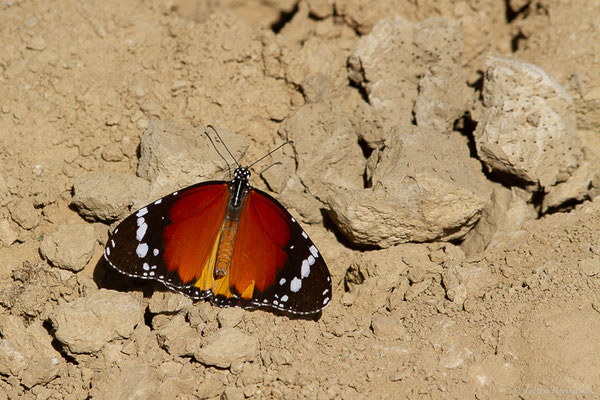 Petit Monarque — Danaus chrysippus (Linnaeus, 1758), (Tétouan (Tanger-Tétouan-Al Hoceïma), Maroc, le 27/09/2023)