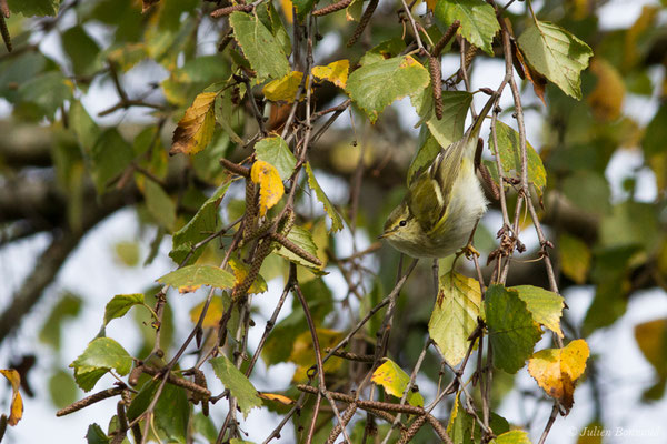 Pouillot à grands sourcils (Phylloscopus inornatus) (Hélioparc, Pau (64), France, le 18/12/2018)