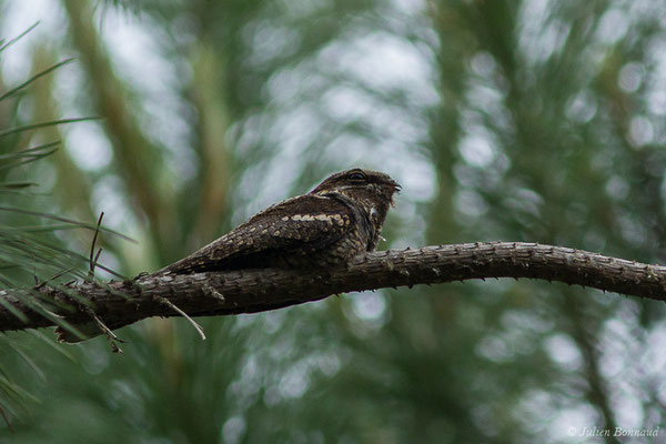 Engoulevent d'Europe (Caprimulgus europaeus) (mâle adulte) (Monségur (40), France, le 12/05/2020)
