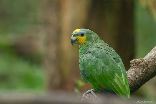 Amazone aourou — Amazona amazonica (Linnaeus, 1766), (Zoo de Guyane, le 30/07/2016)