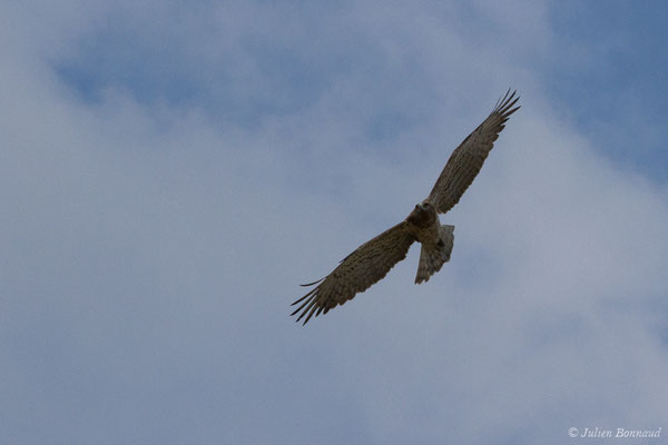 Circaète Jean-le-blanc — Circaetus gallicus (Gmelin, JF, 1788), (adulte) (en route vers Salamanque (Castille-et-León), Espagne, le 06/09/2018)