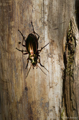 Carabe doré (Carabus auratus) (Arlos (31), France, le 20/04/2018)