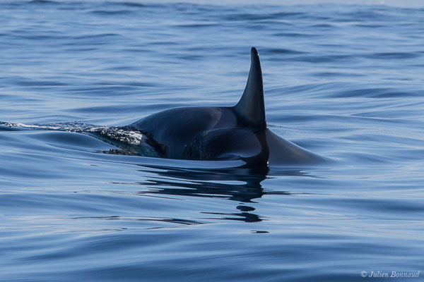 Orque ou Épaulard – Orcinus orca (Linnaeus, 1758), (Saint-Jean-de-Luz (64), France, le 05/10/2019)