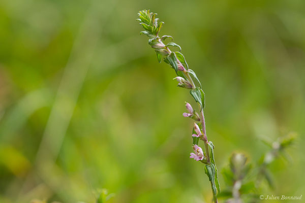 Euphraise de printemps — Odontites vernus (Bellardi) Dumort., 1827, (Pointe de Dinan, Crozon (29), France, le 08/07/2021)