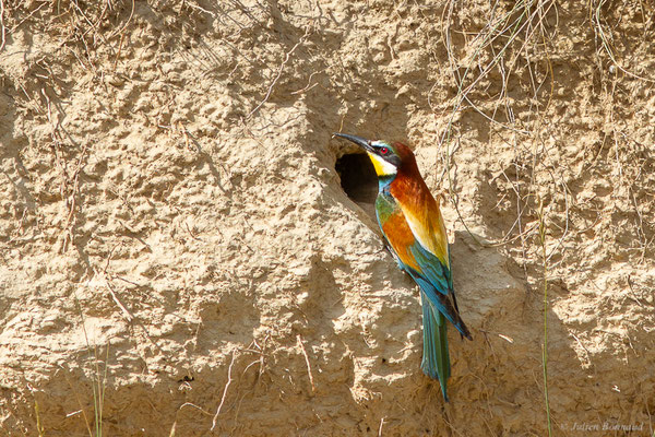Guêpier d'Europe — Merops apiaster Linnaeus, 1758, (Pitillas (Navarre), Espagne, le 15/07/2023)