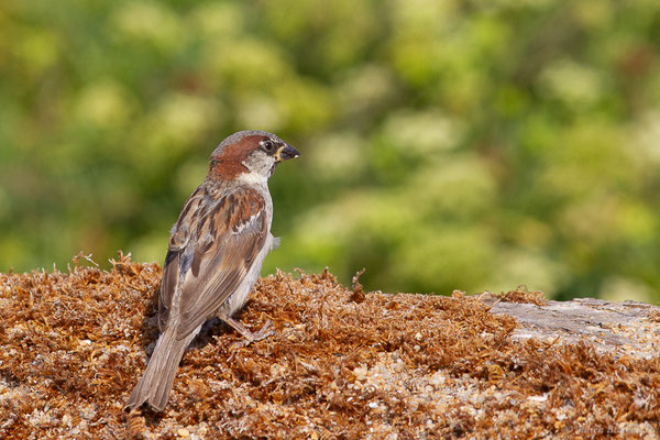 Moineau domestique — Passer domesticus (Linnaeus, 1758), (Anglet (64), France, le 10/08/2024)