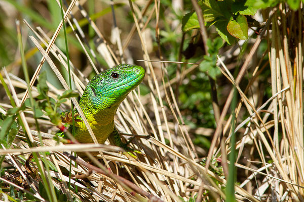 Lézard à deux raies — Lacerta bilineata Daudin, 1802, (Etsaut (64), France, le 12/04/2024)