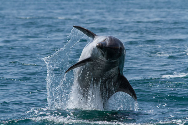 Grand dauphin commun ou Grand Dauphin – Tursiops truncatus (Montagu, 1821), (Sagres (Vila do Bispo), Algarve (Portugal), le 31/08/2018)