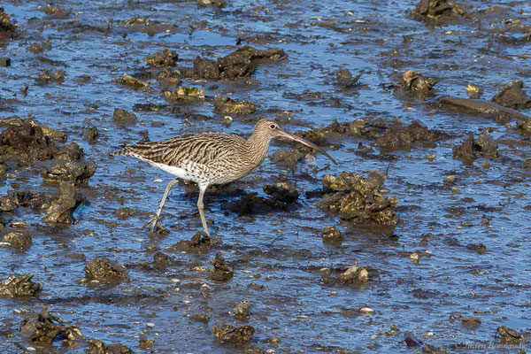 Courlis cendré — Numenius arquata (Linnaeus, 1758), (Parc écologique de Plaiaundi, Irun (Pays basque), Espagne, le 12/11/2022)