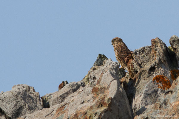 Faucon crécerelle – Falco tinnunculus Linnaeus, 1758, (Ajaccio (2A), France, le 01/09/2019)