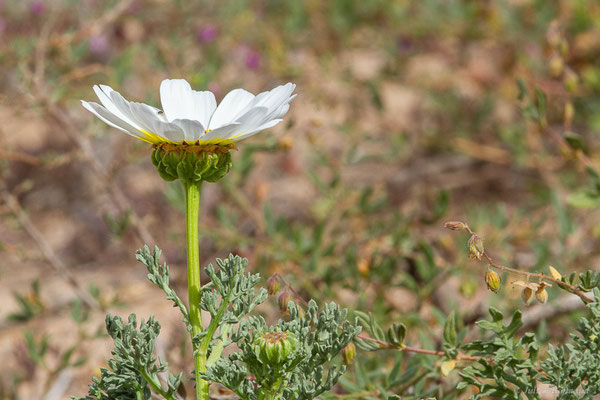 Ismélie carénée — Ismelia carinata (Schousb.) Sch.Bip., 1844