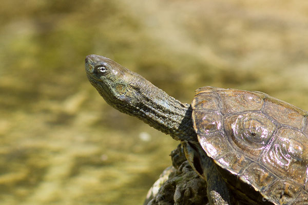 Émyde lépreuse — Mauremys leprosa (Schweigger, 1812)
